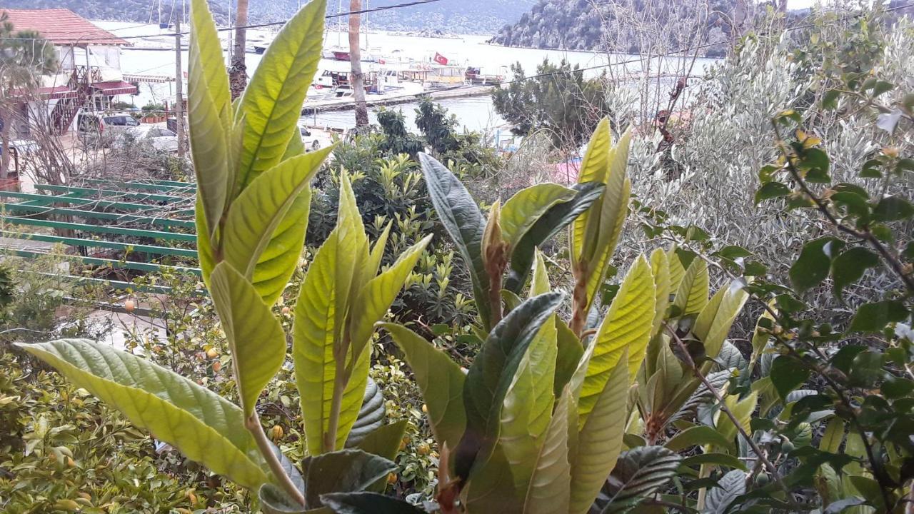 Cennet Pansiyon Hotel Kaleucagız Eksteriør billede